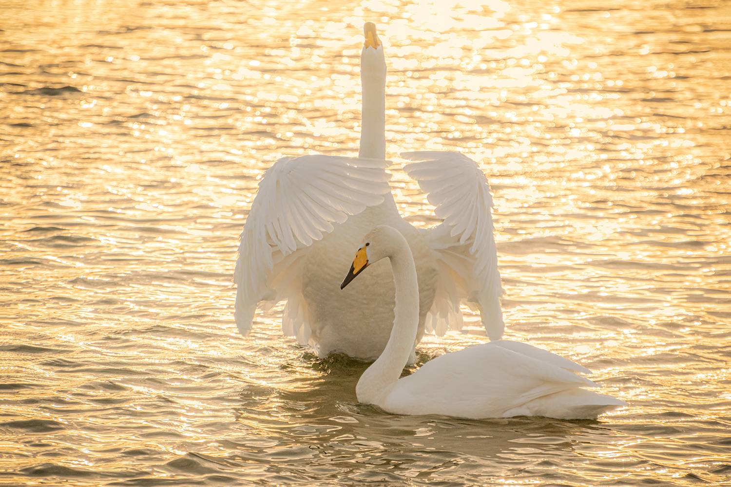 лебеди на бии, Татаркин Вячеслав