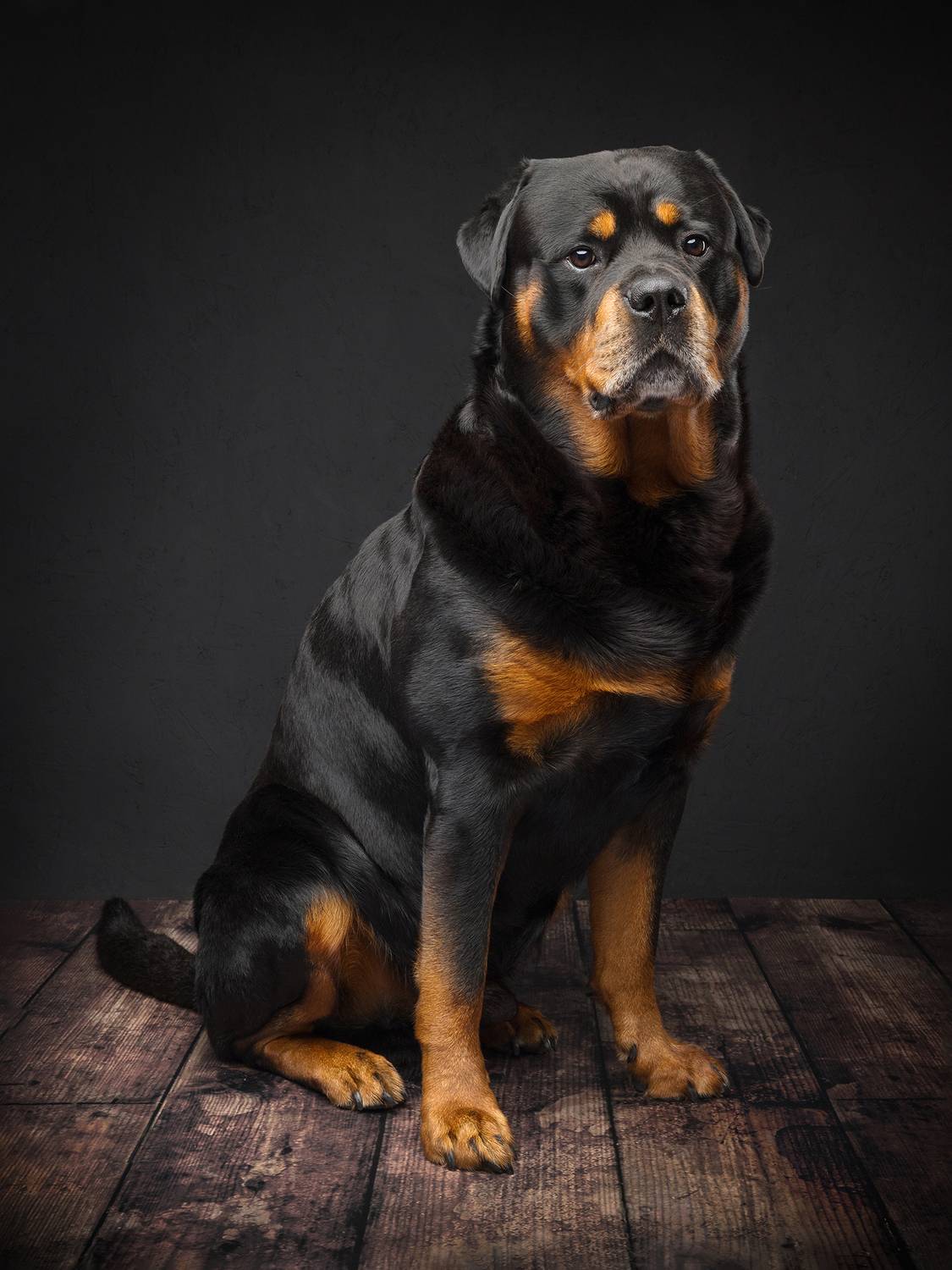 #rotweiler #dog, Carolyn Bray