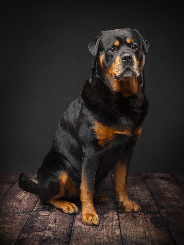 #rotweiler #dog Hugo фото превью