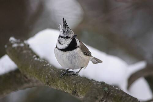 Гренадерка (Lophophanes cristatus)