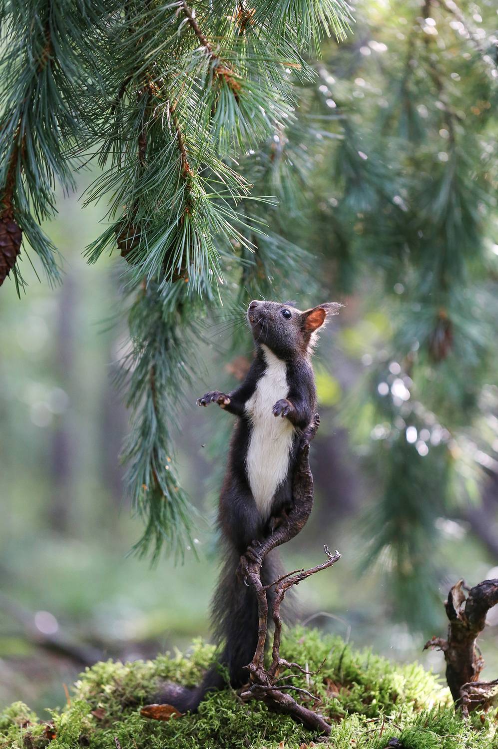 нерюнгри, белка, якутия, дикие_животные, евгениялевина, бурундукиибелкилевиной, женялевина, Евгения Левина