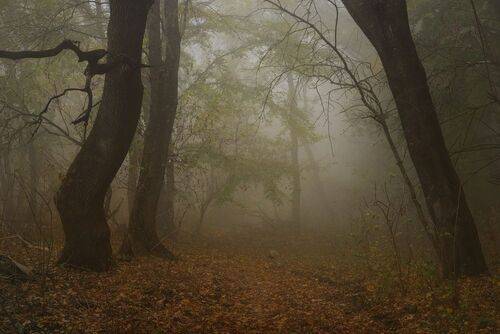 Туманное утро