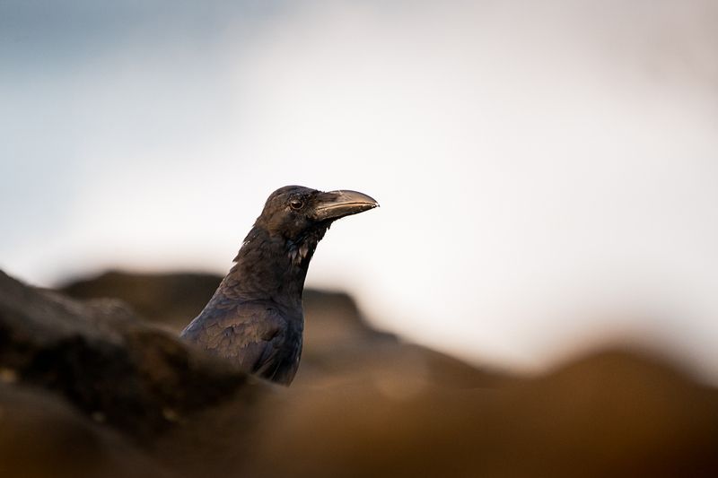 птицы, Шри-Ланка, большеклювая ворона большеклювая ворона фото превью