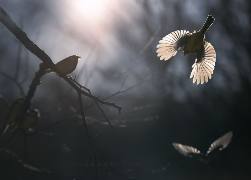 *** фото превью