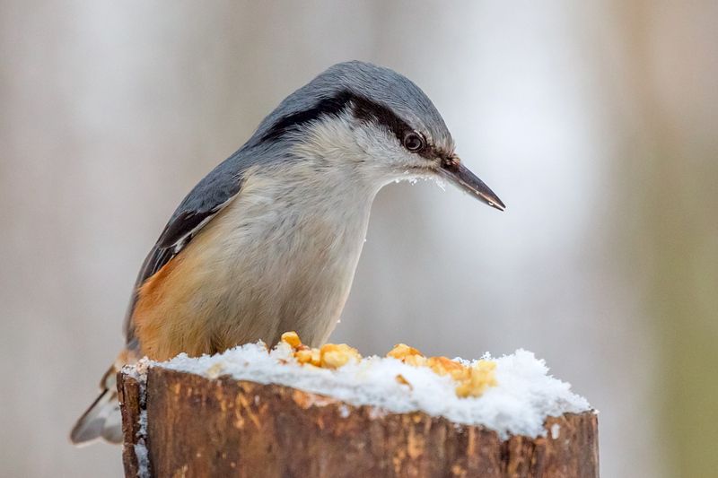 Поползень. фото превью