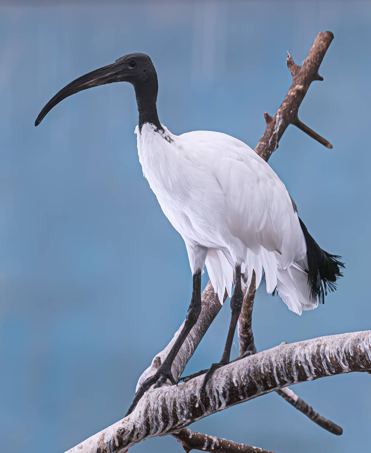 , Михаил Измайлов