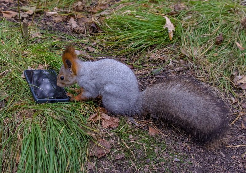 Белка и телефон фото превью