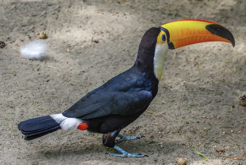 Большой тукан (токо) фото превью