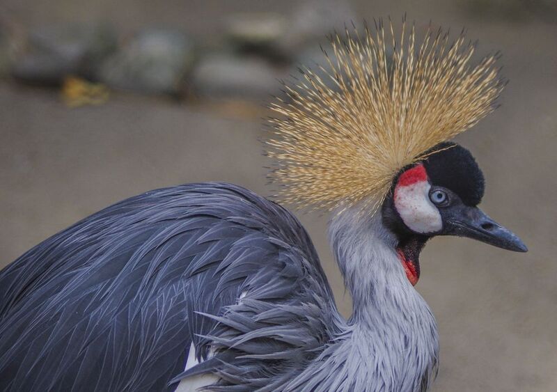 Венценосный журавль фото превью