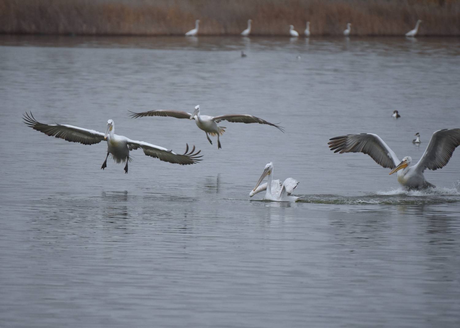 , Герчев Николай