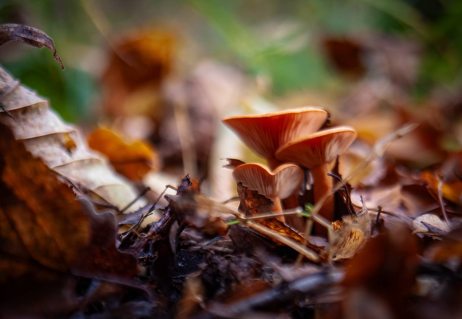 природа, Виктор Парщиков