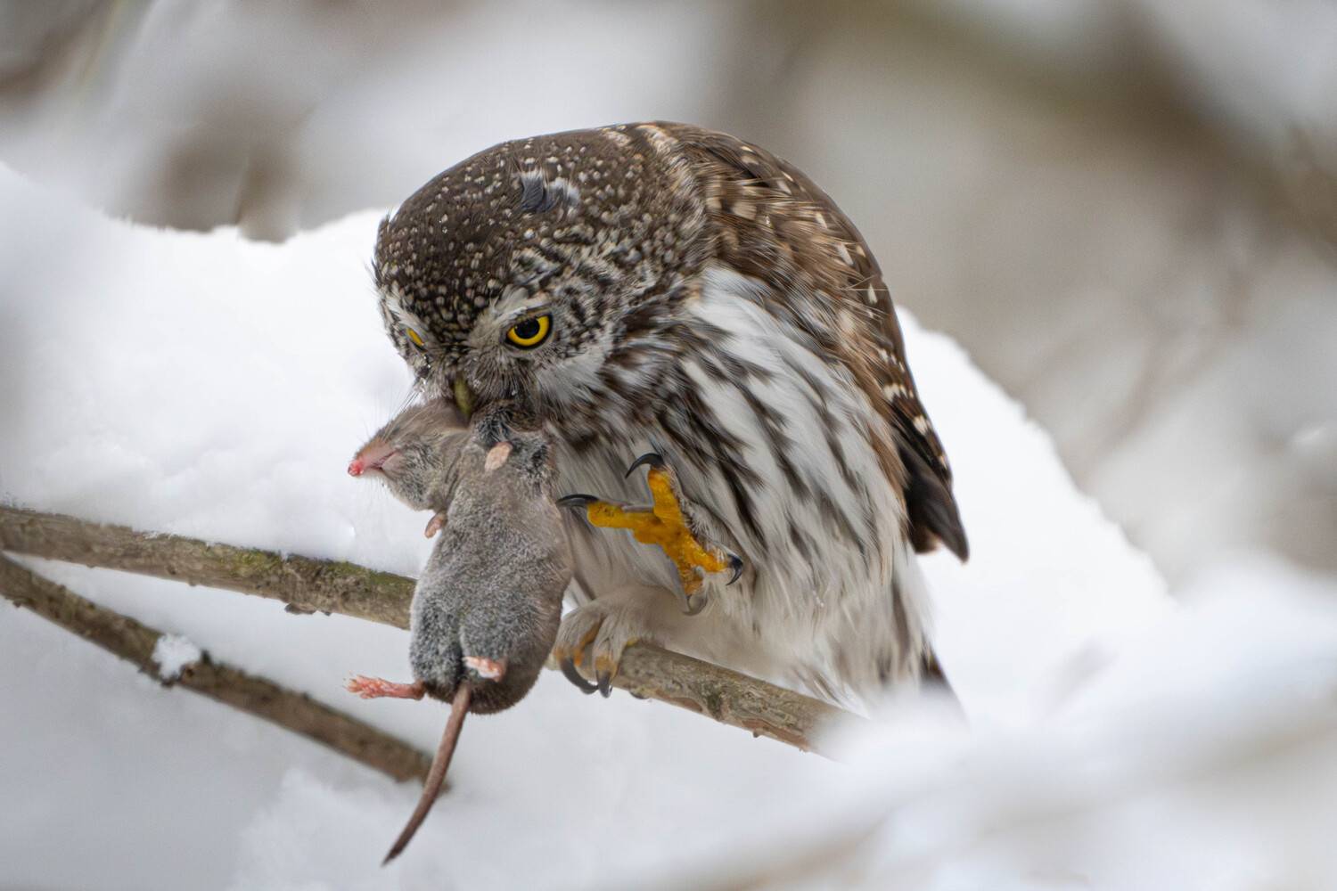 Воробьиный сыч, охота, бурозубка, когти, сова, Степанова Татьяна