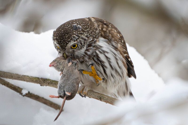 Воробьиный сыч, охота, бурозубка, когти, сова Снежная драма: когти и хвосты фото превью