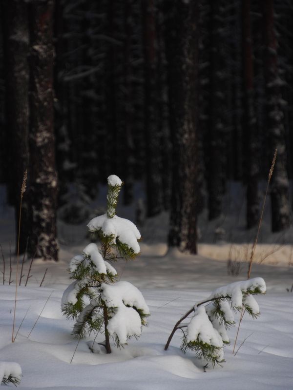Одиноко и холодно. фото превью