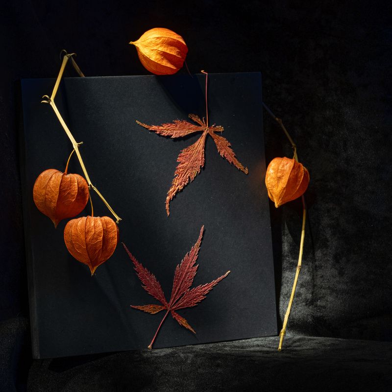 Этюд с физалисом IV фото превью