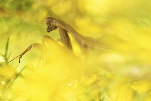 Mantis religiosa