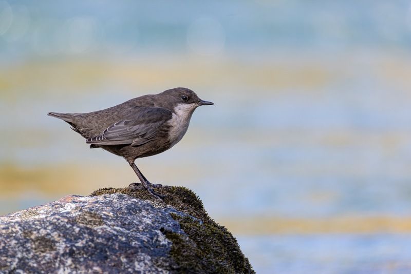 оляпка, птицы Оляпка фото превью