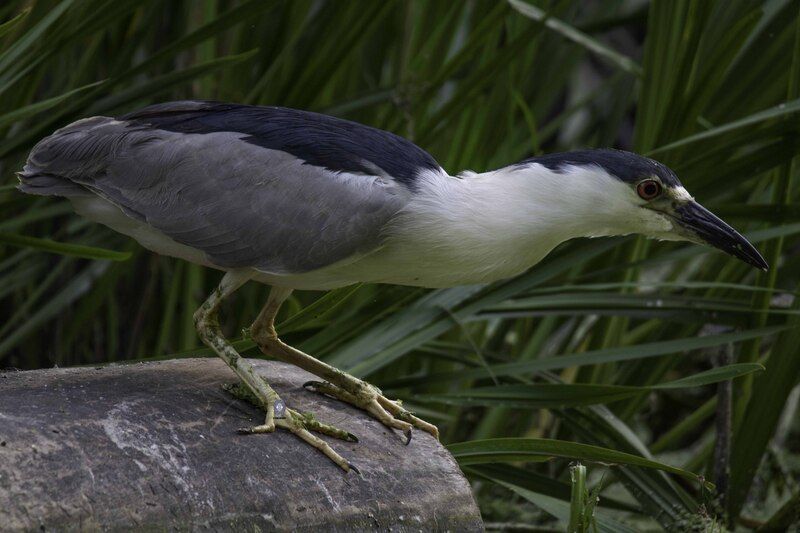 Night heron фото превью