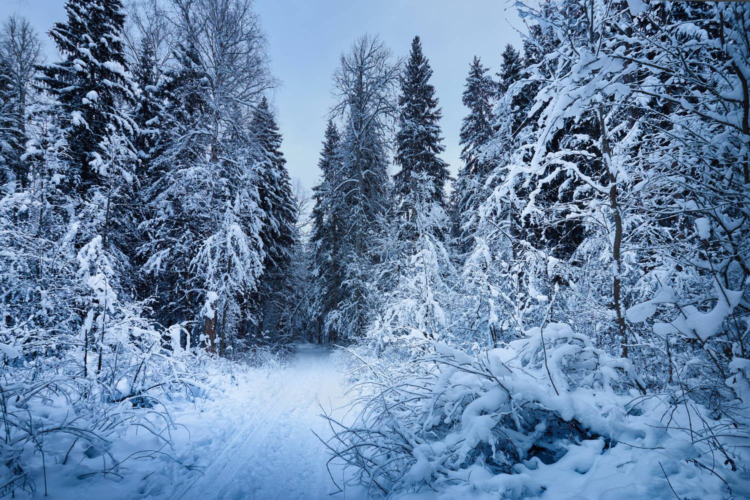 лес, деревья, снег, Валерий Вождаев