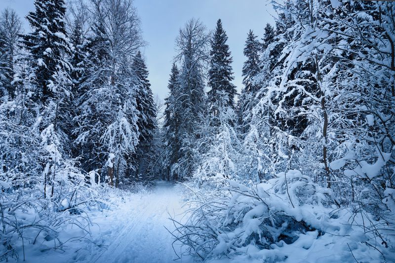 В зимнем лесу фото превью