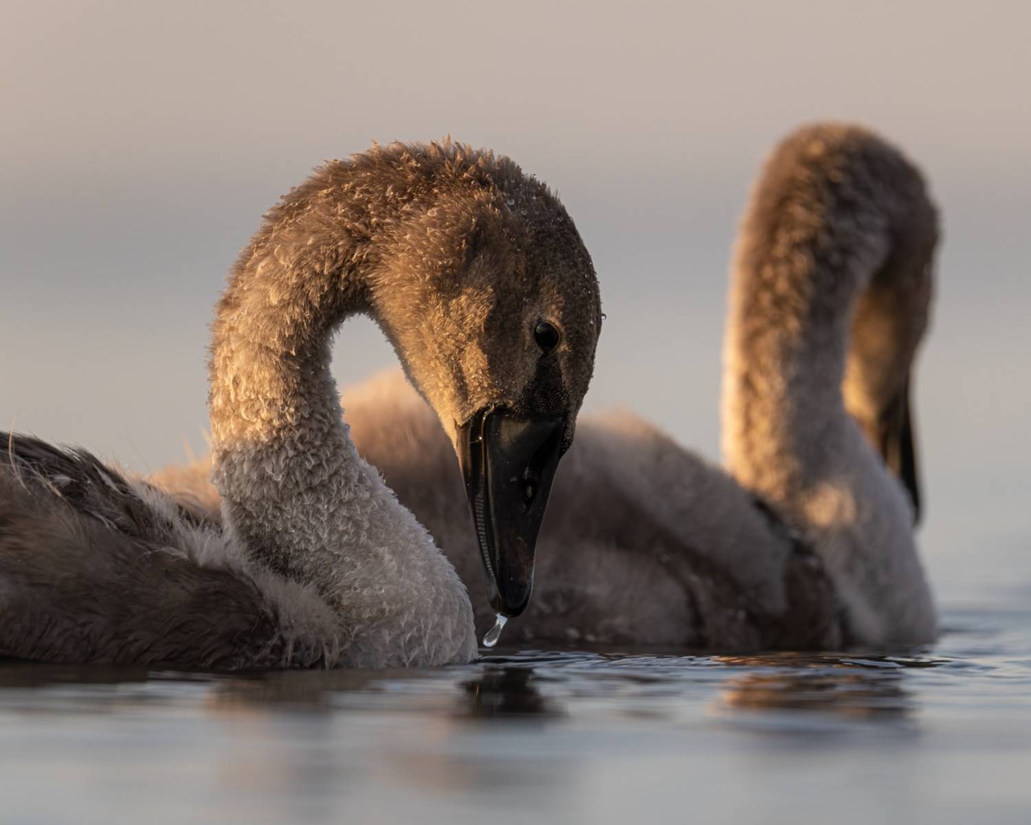 шипун, лебедь, лебедь шипун, лебедь-шипун, финский залив, Ruslan Pl