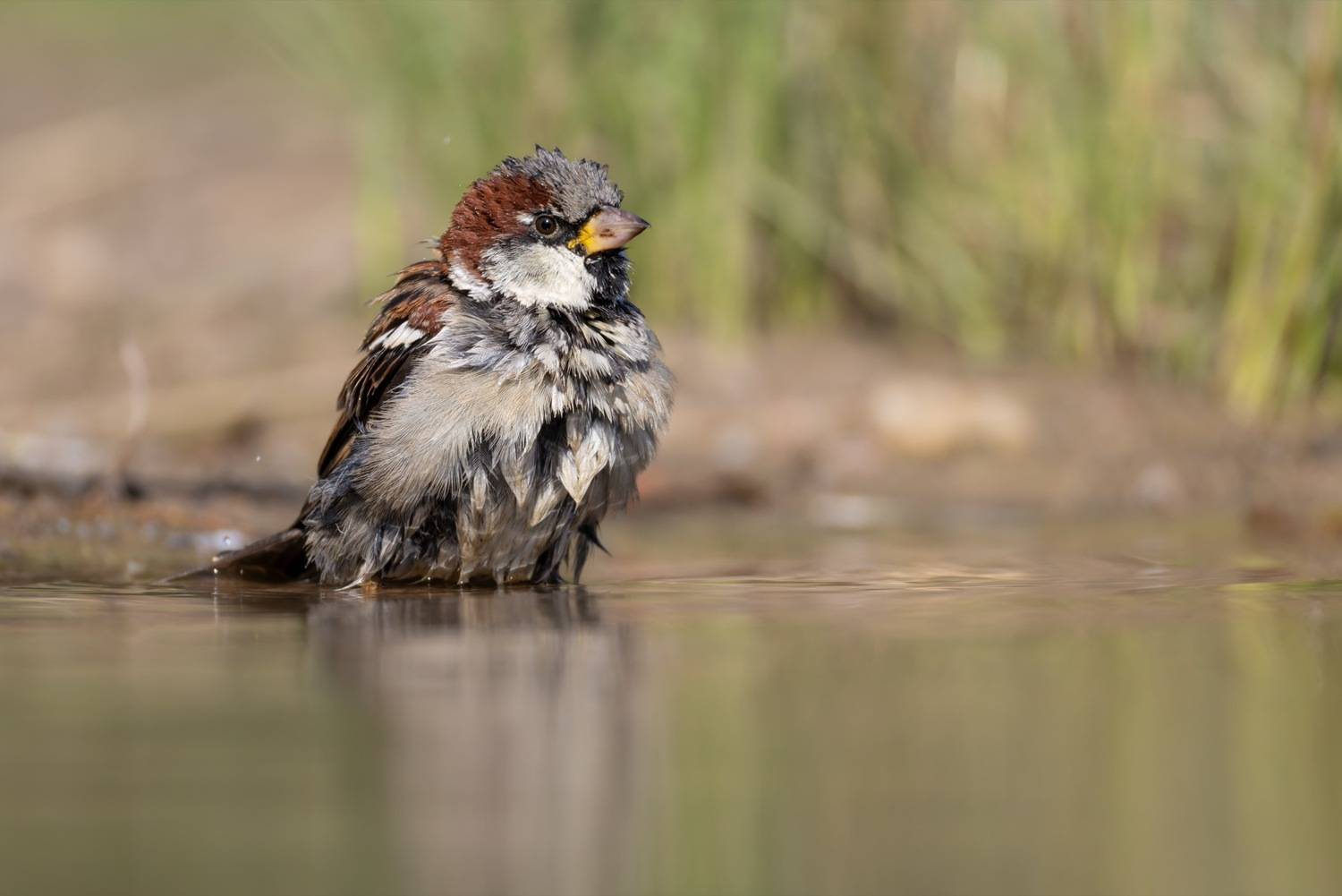 воробей, птицы, Ruslan Pl