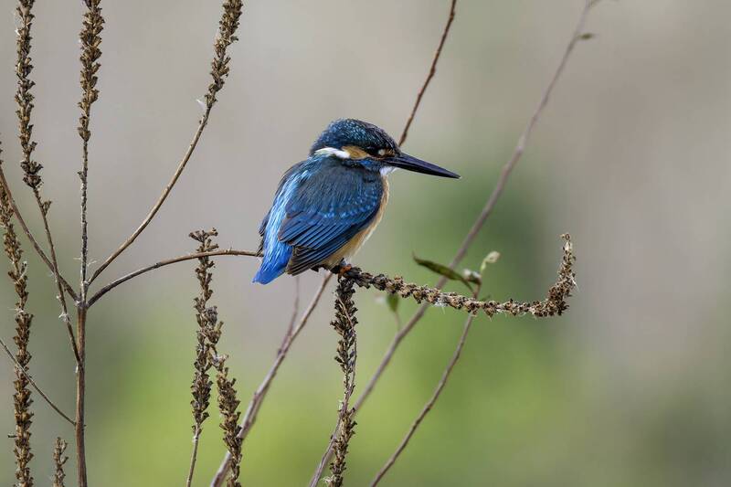Зимородок. фото превью