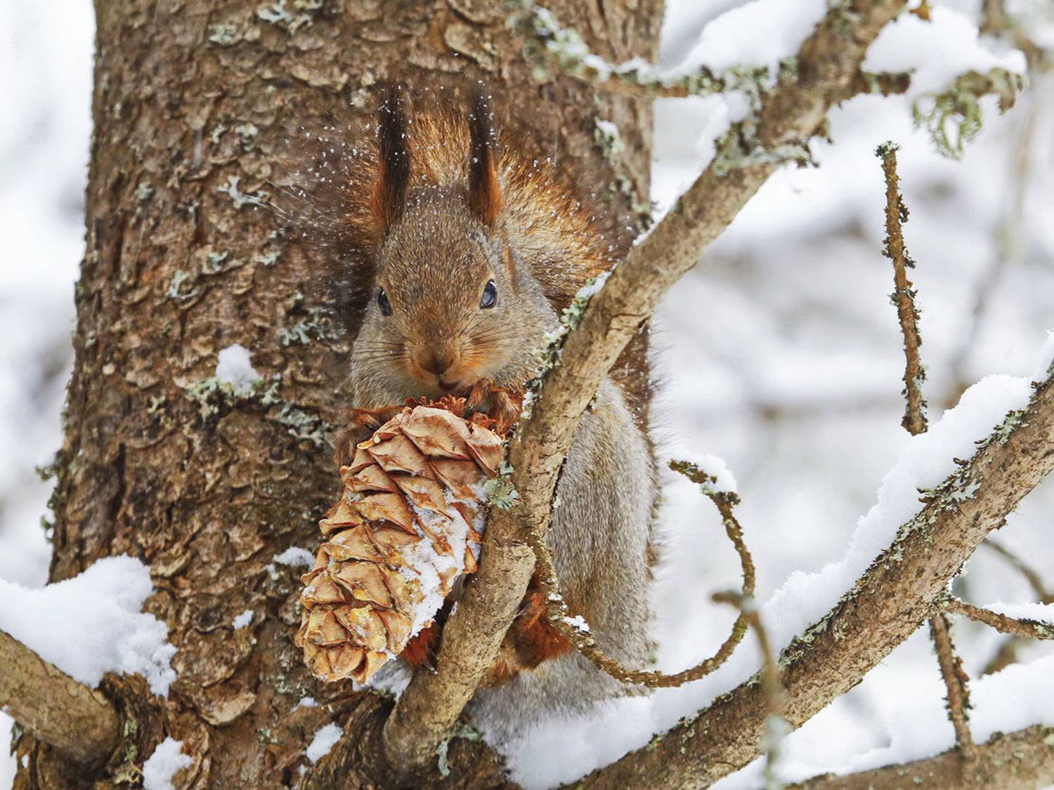 Киров Дендропарк белка, галина новинская