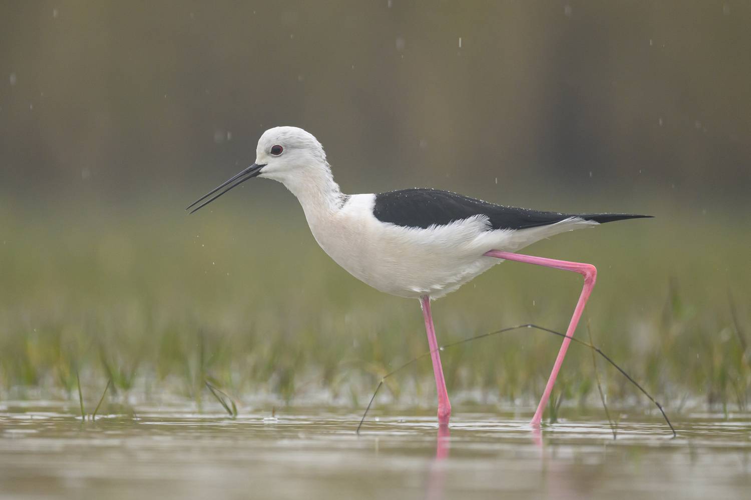 , Пупонин Сергей