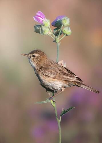 Северная бормотушка 