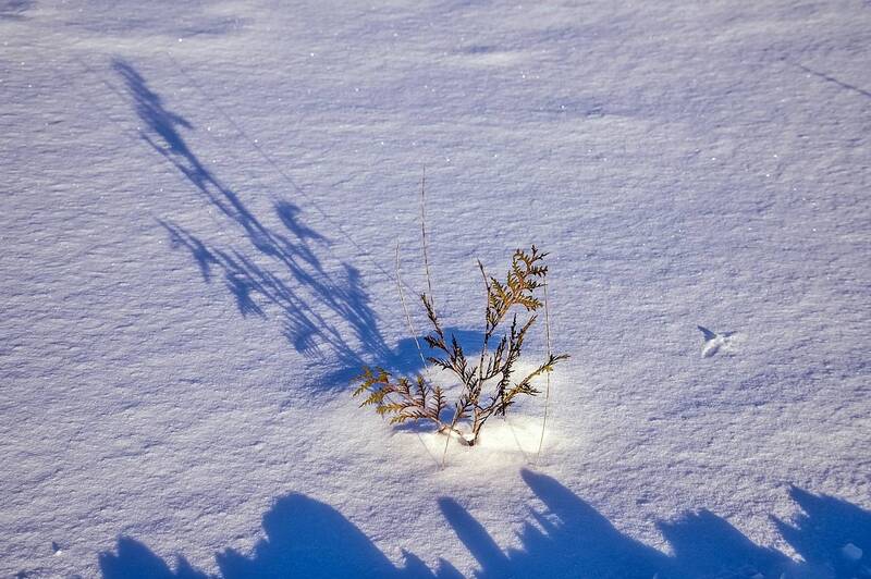 Снег, свет и тени фото превью