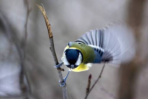 Приветвление