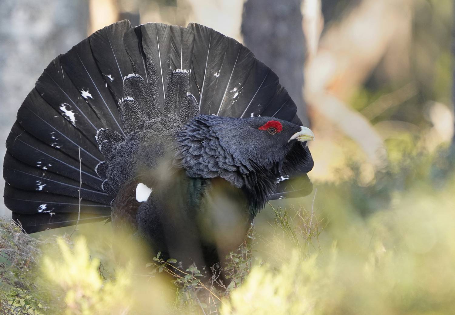 , Аникеев Владимир