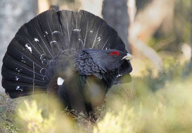 Здравствуйте, Царь! фото превью