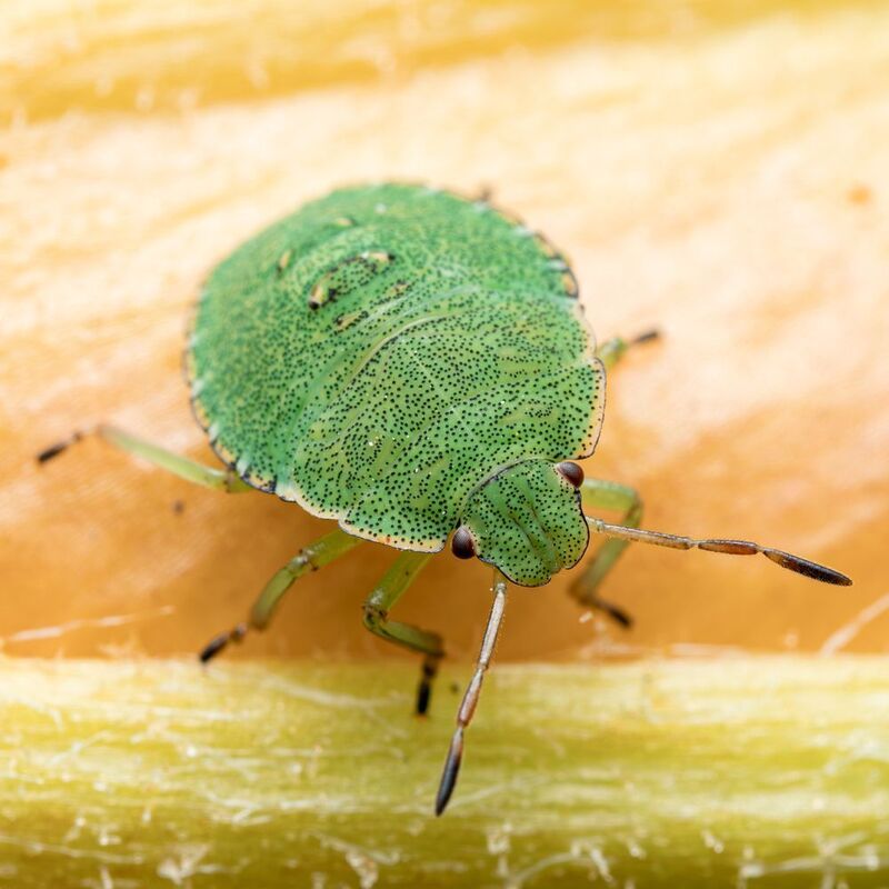 клоп, макро клоп фото превью