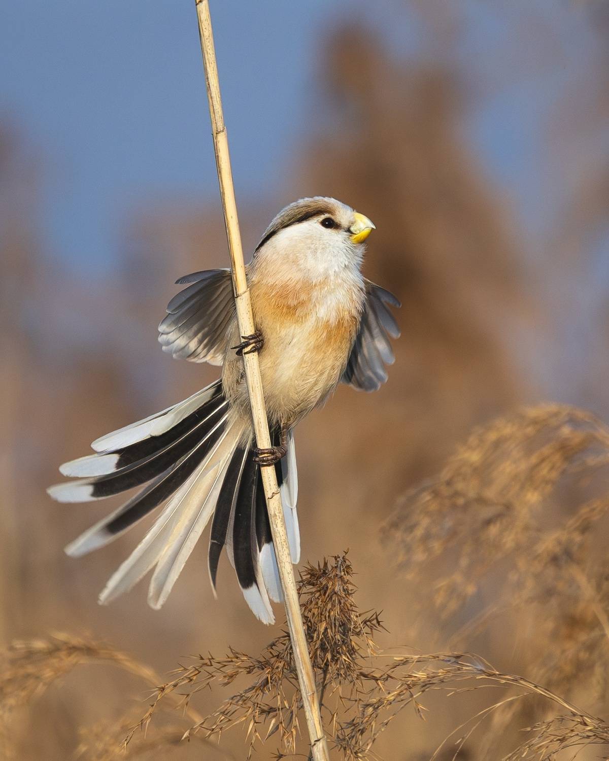сутора, тростниковая сутора, paradoxornis, paradoxornis heudei, птицы, Герасименко Римма