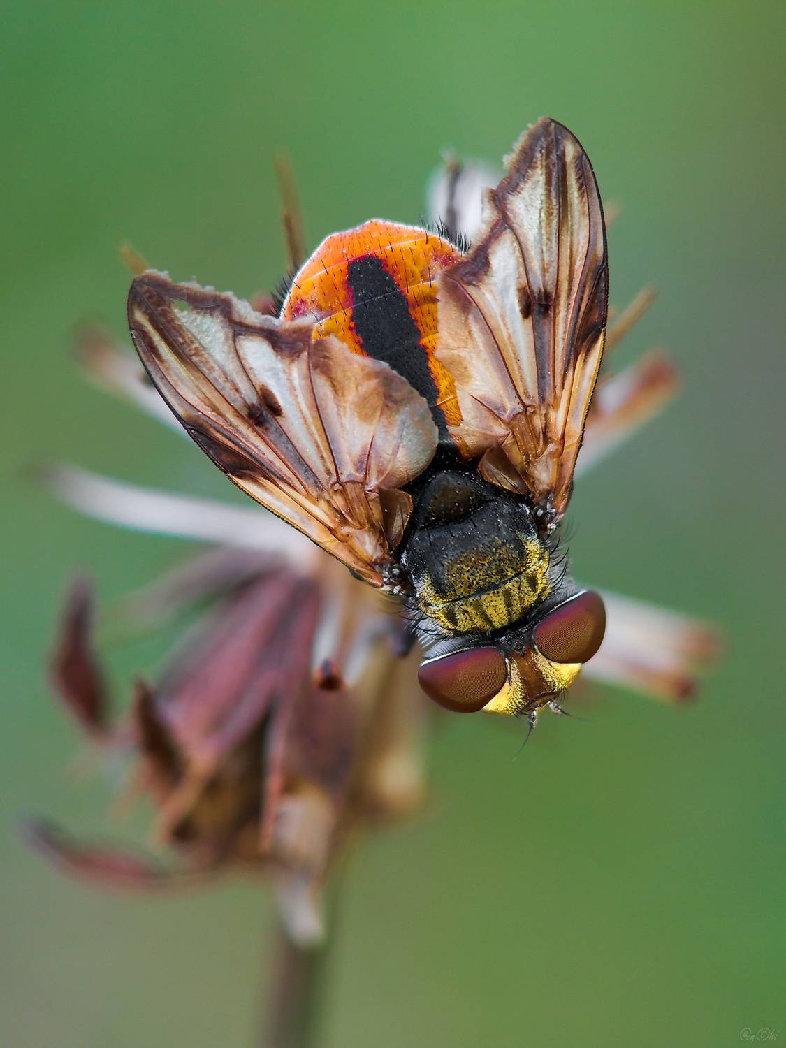 ежемуха фазия, Чи. Анатолий