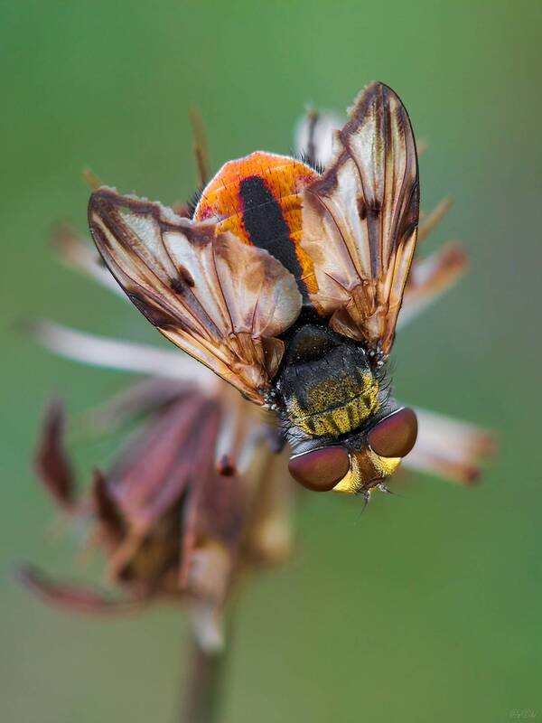 ежемуха фазия #муха12 фото превью