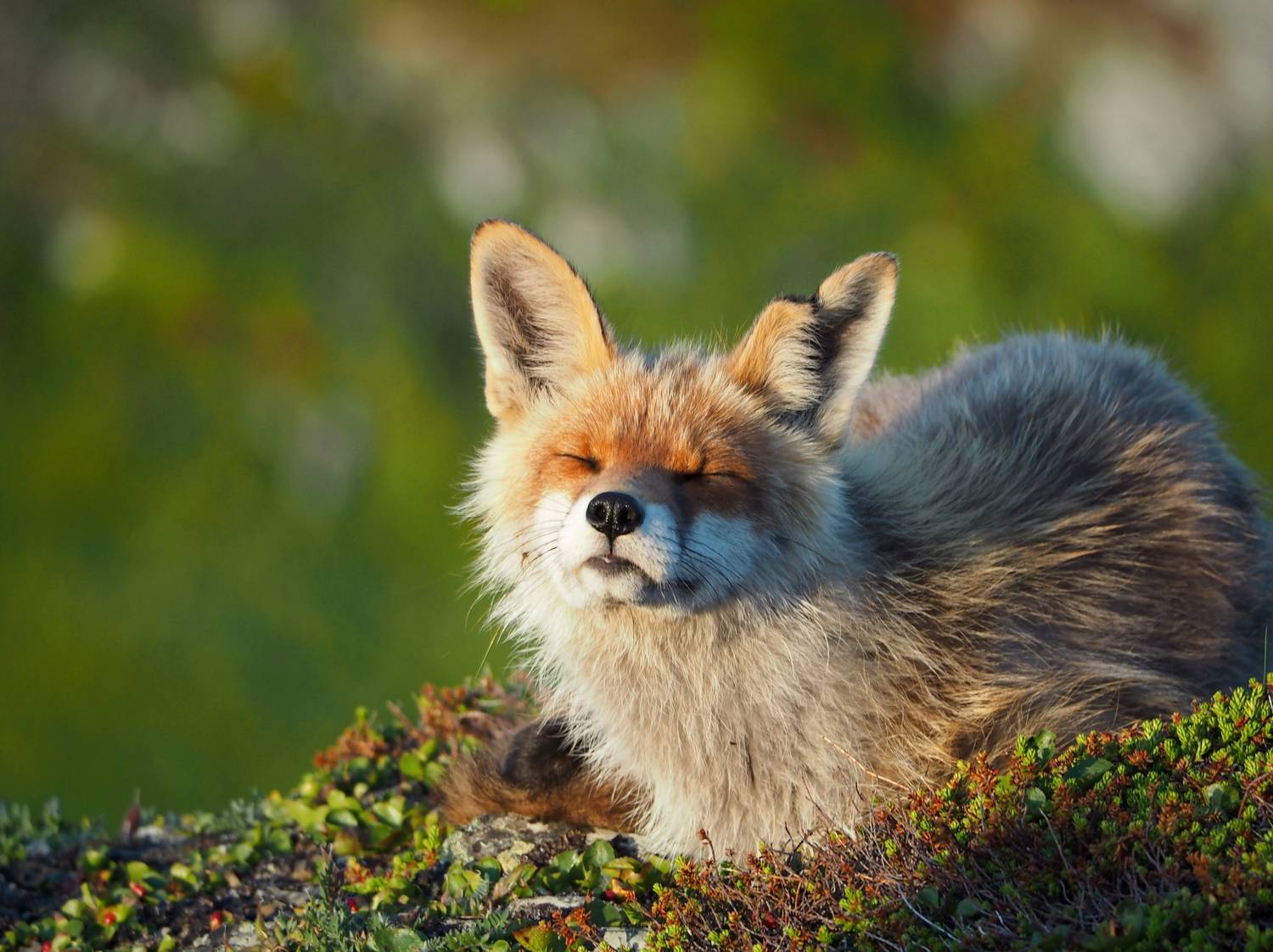 , Яковлев Евгений