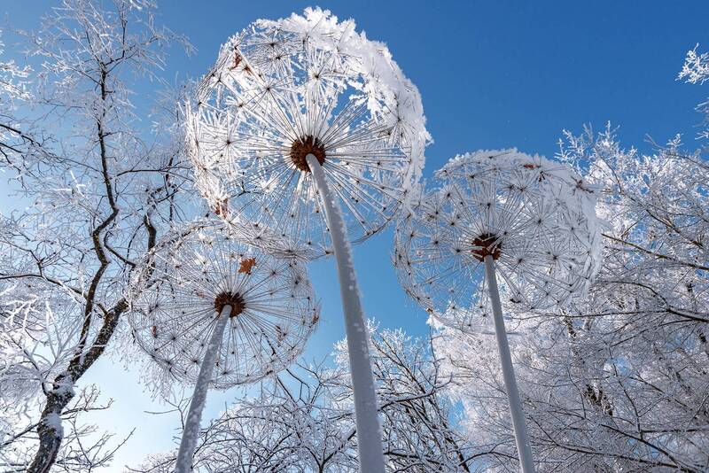 Одуванчики фото превью