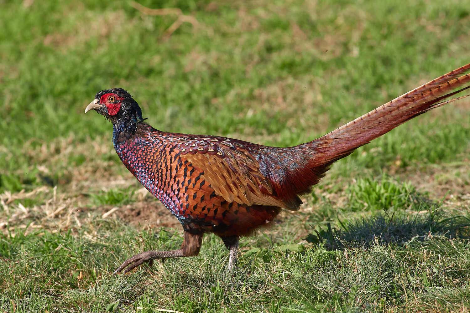 фазан, , Павел Сторчилов