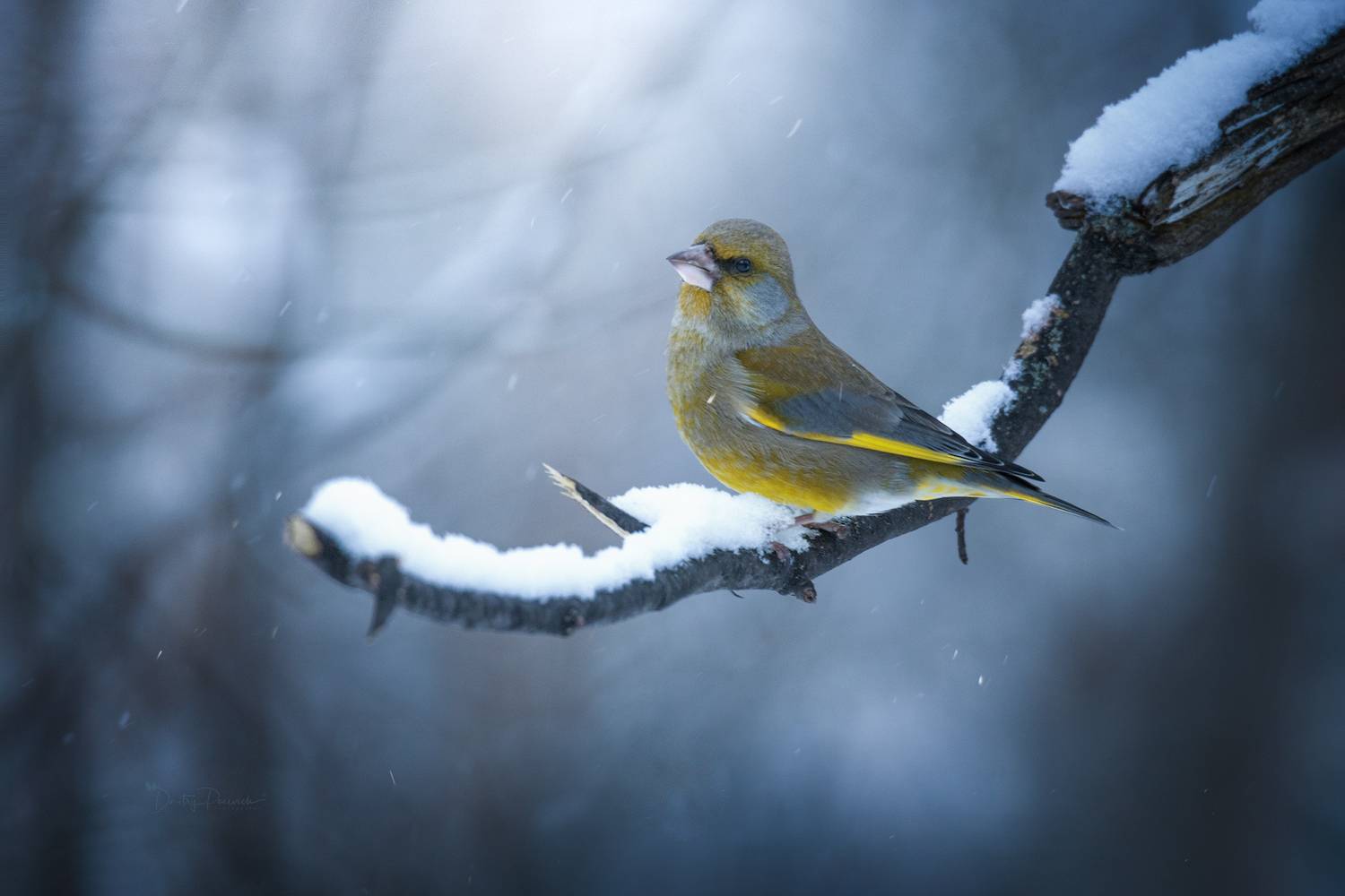 , Дмитрий Посевич