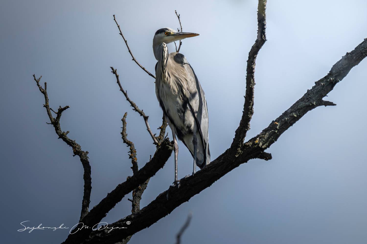 bird, Dejan Sajkovski