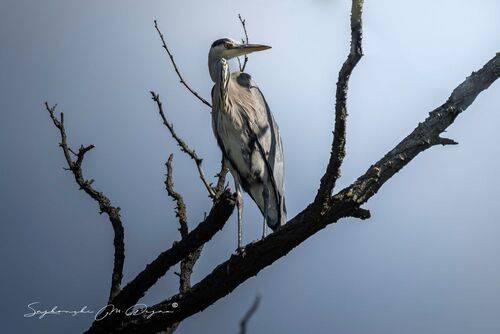 Nature | Wildlife Photography | Adventure