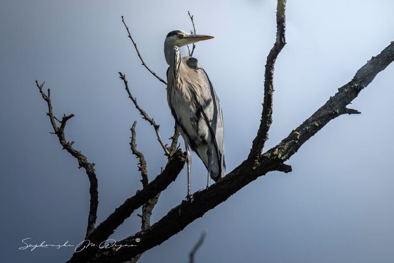 Nature | Wildlife Photography | Adventure фото превью