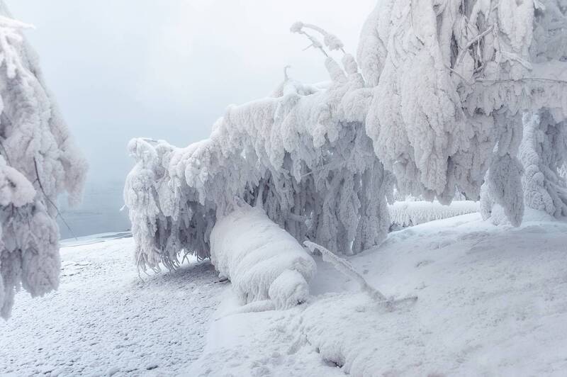 зима, мороз, иней, сибирь, енисей, дерево Наморозило фото превью