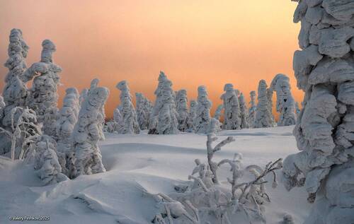 Розовый вечер (2)