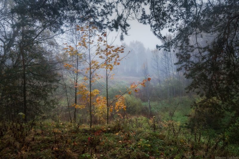 Осень, туман, лес, сосны Осенние зарисовки фото превью