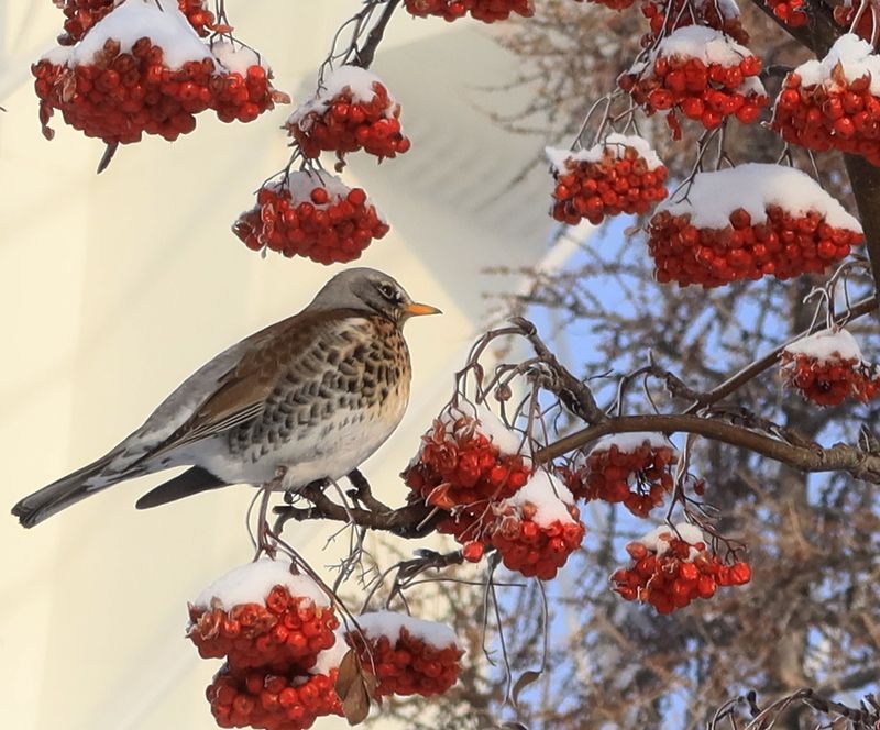 Аппетитная рябина фото превью