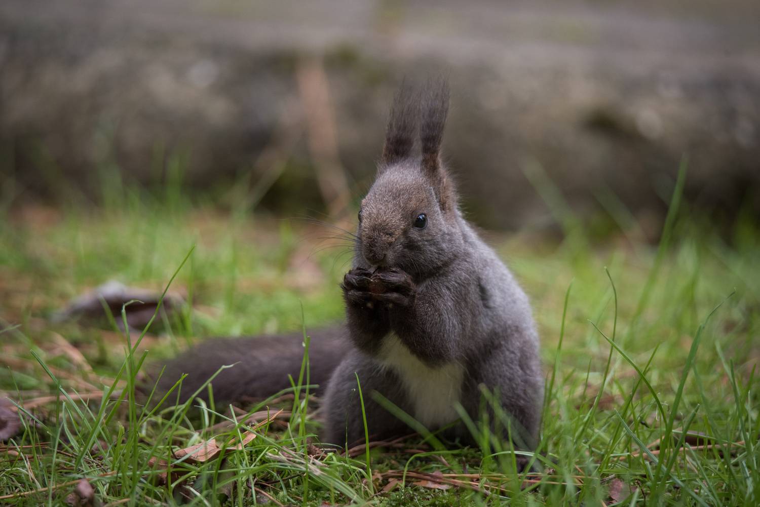 , Величко Дмитрий